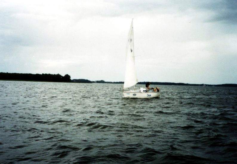 fulmar3.jpg